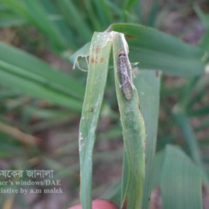 বার্লির পাতা মোড়ানো পোকা